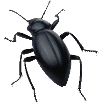 Black Bug Png Image