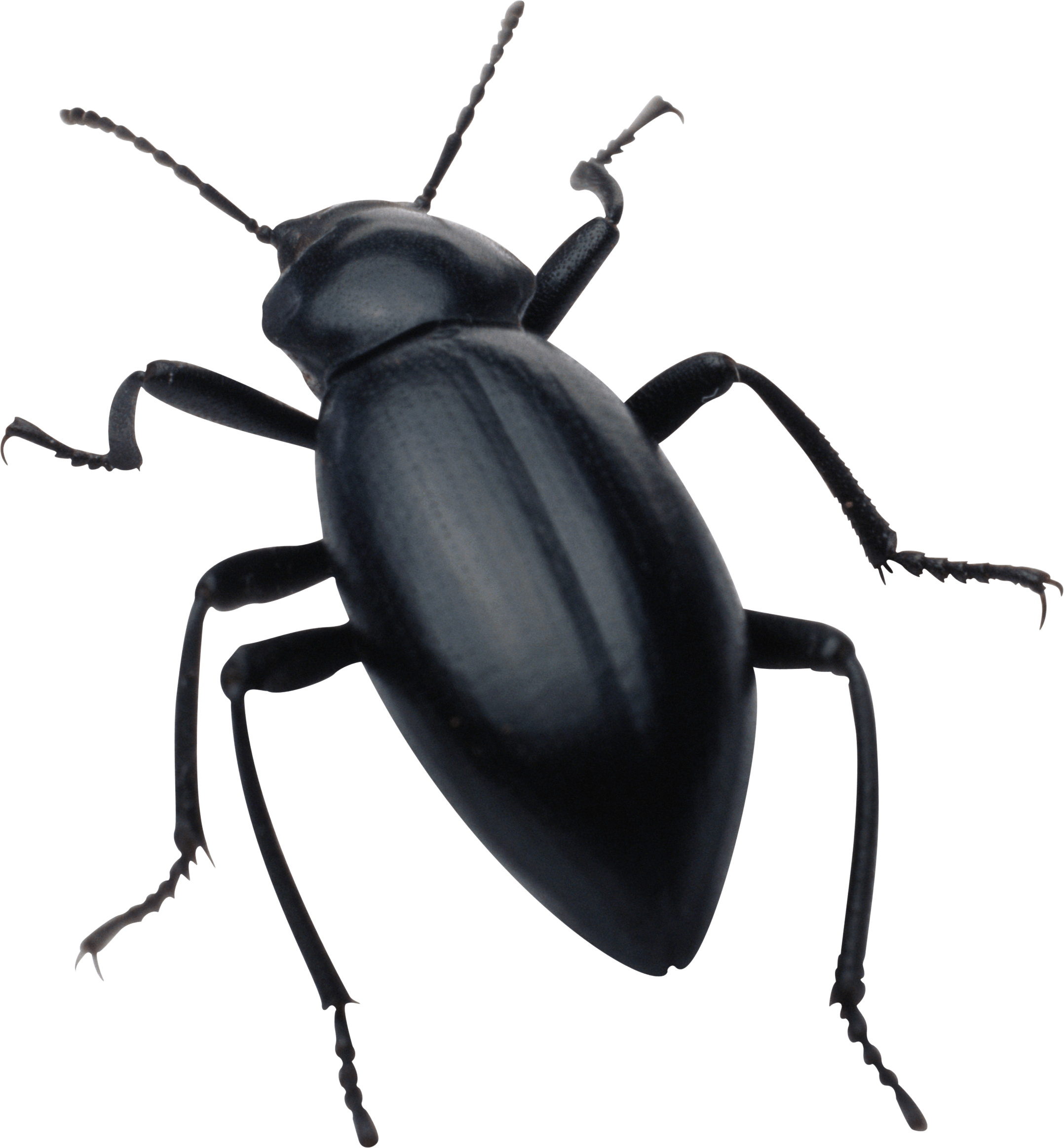 Black Bug Png Image Transparent PNG Image