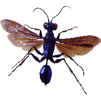 Bug Png Image PNG Image