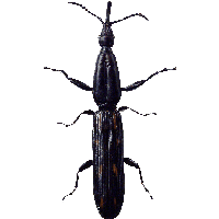 Bug Png Image