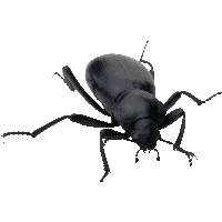 Bug Png Image PNG Image