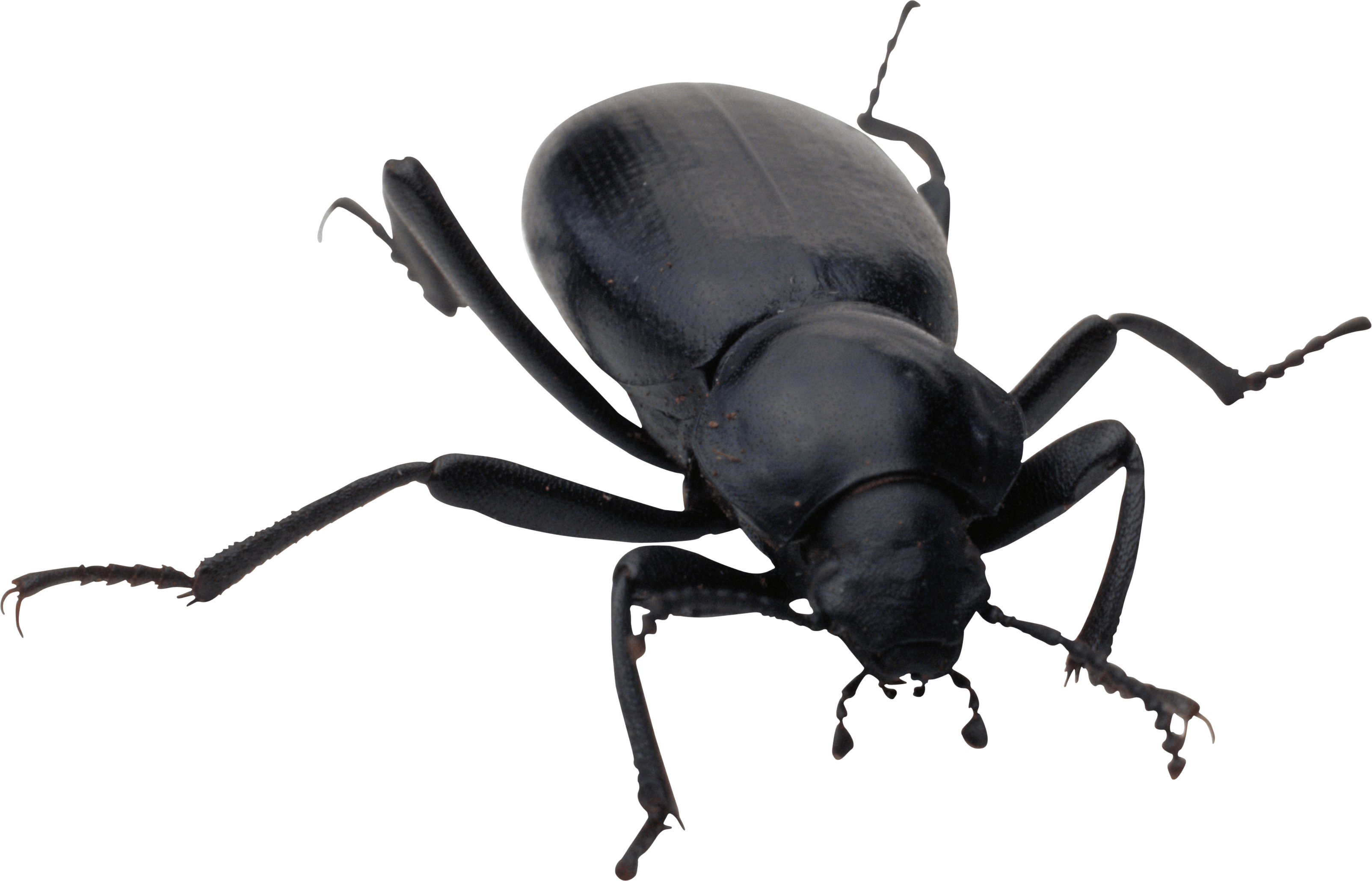 Bug Png Image Transparent PNG Image