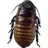 Roach Bug Png Image PNG Image