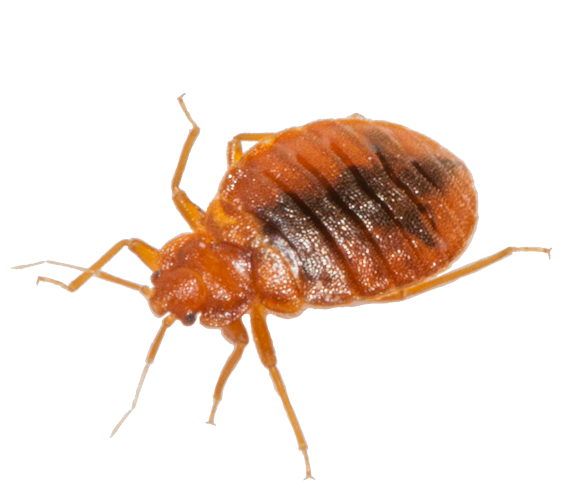 Bed Bug Download Image Download HD PNG PNG Image