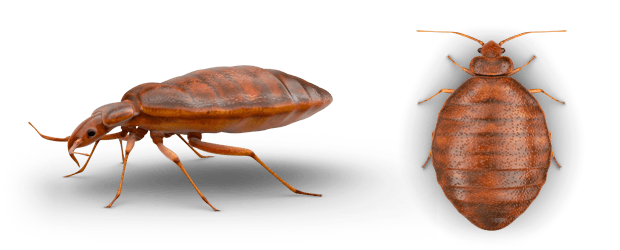 Bed Bug Free Download PNG HQ PNG Image