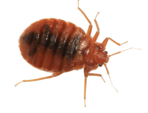 Bed Bug Picture HQ Image Free PNG PNG Image