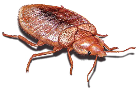 Bed Bug Free Clipart HD PNG Image