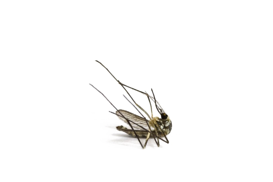Mosquito Image Free HD Image PNG Image