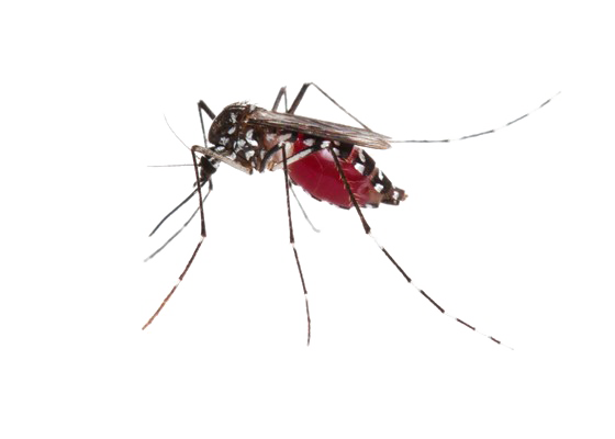 Mosquito Photos Download HQ PNG PNG Image