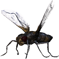 Bug Png Image PNG Image