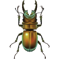 Bug Png Image PNG Image