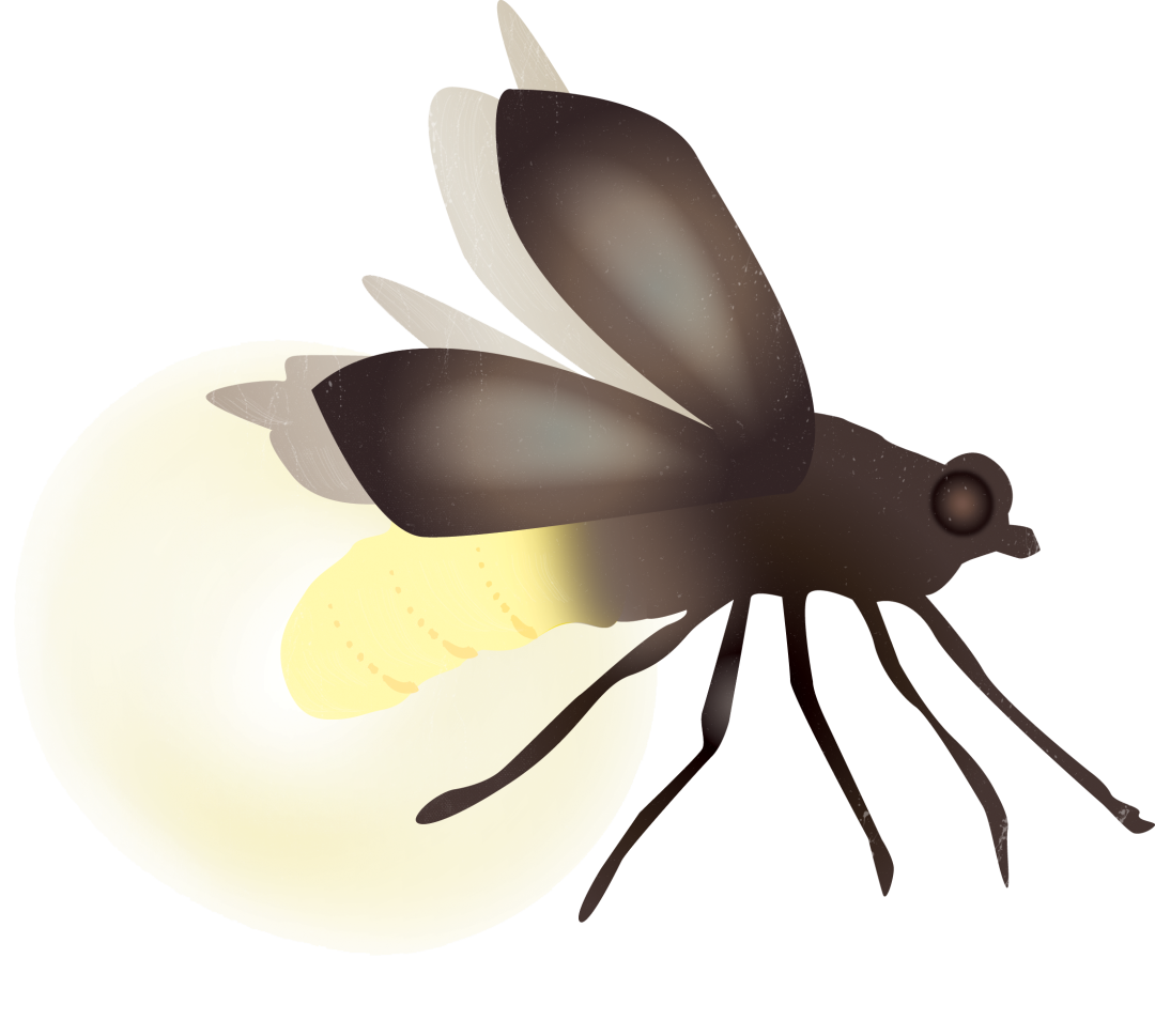 Firefly Bug Lightning Free Download PNG HD Transparent PNG Image