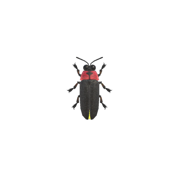 Real Bug Lightning PNG Free Photo Transparent PNG Image