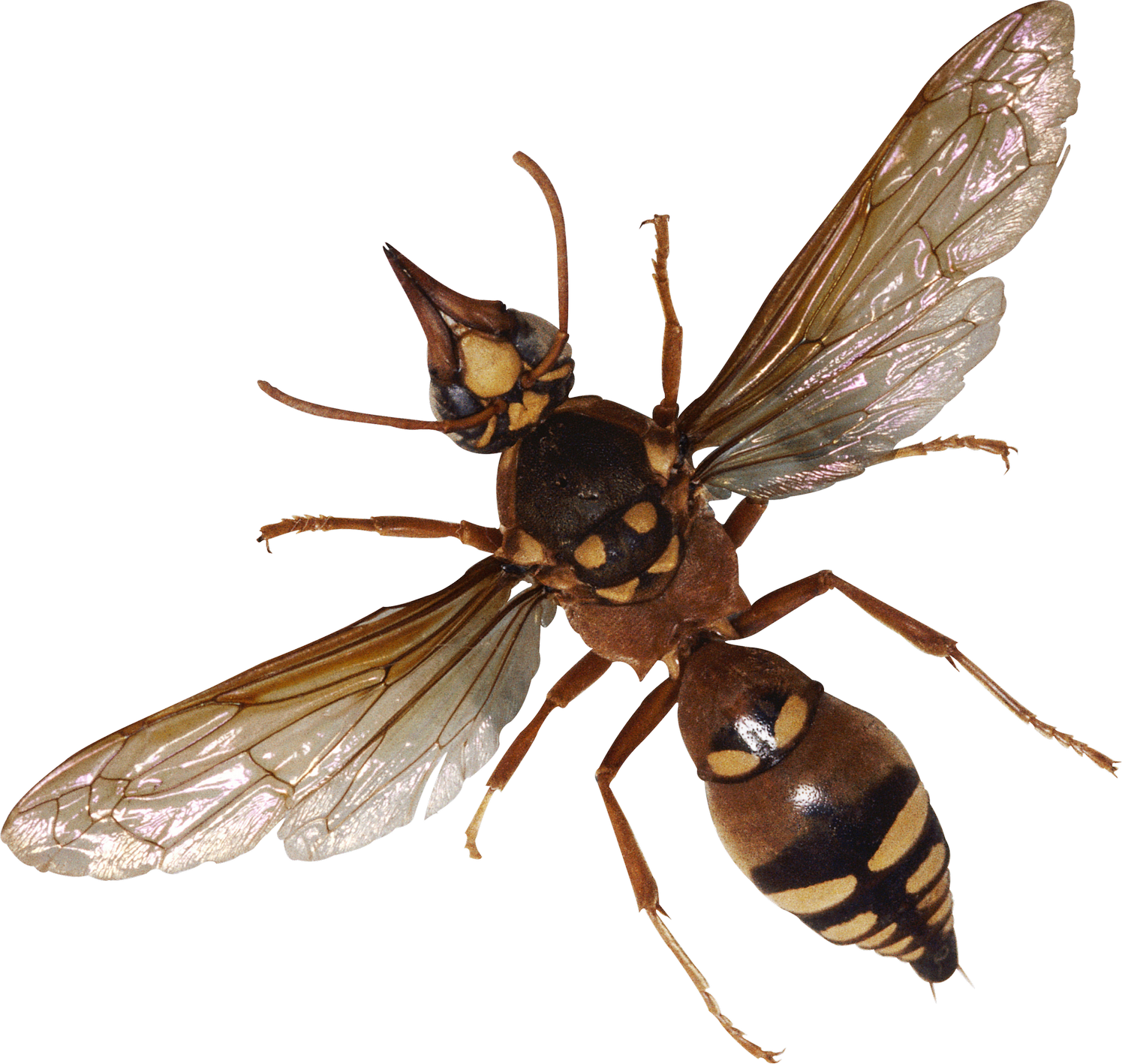 Flying Bugs PNG File HD PNG Image