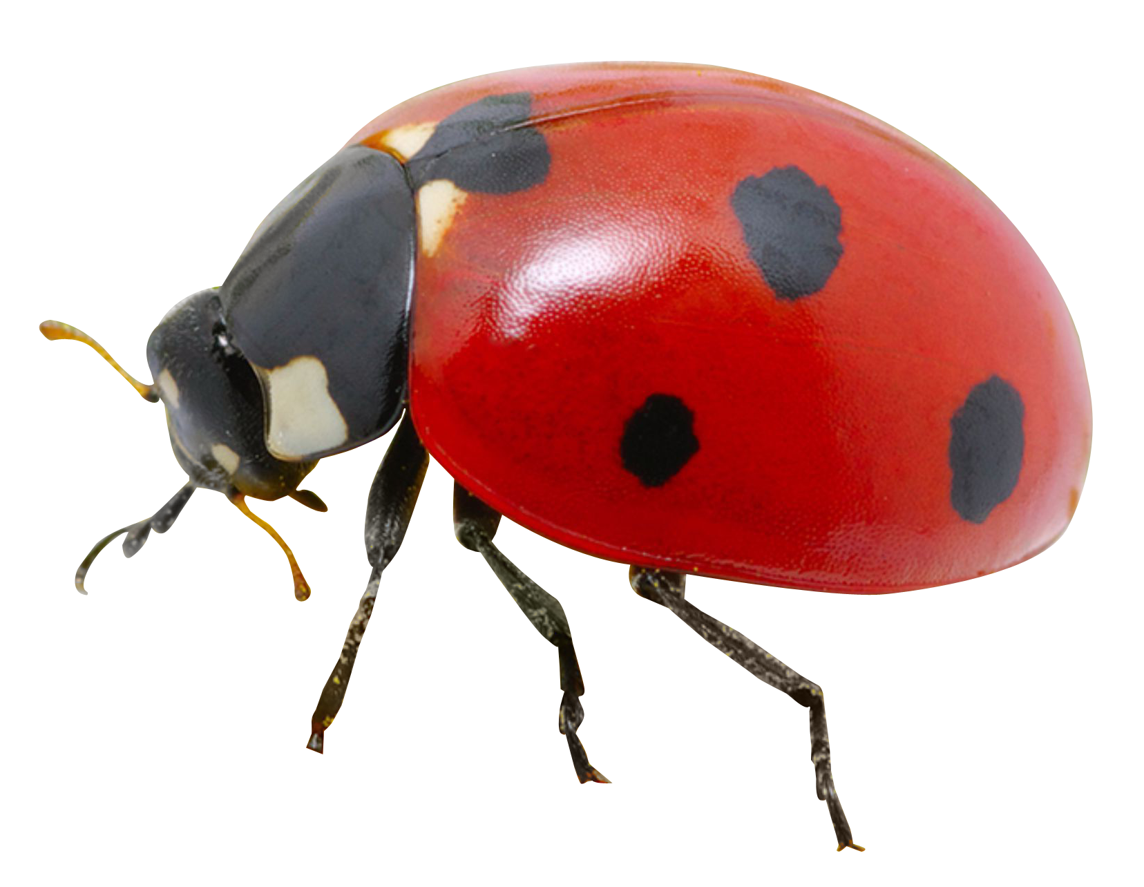 Lady Bugs PNG Free Photo PNG Image