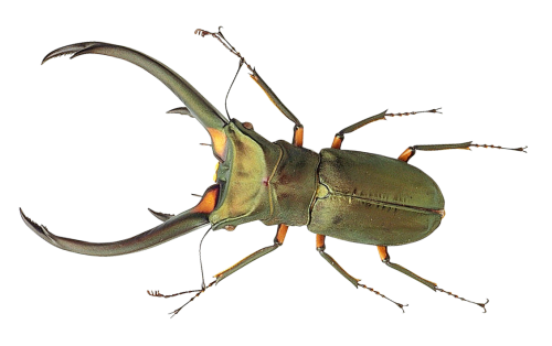 Spring Bugs Free Download PNG HD Transparent PNG Image