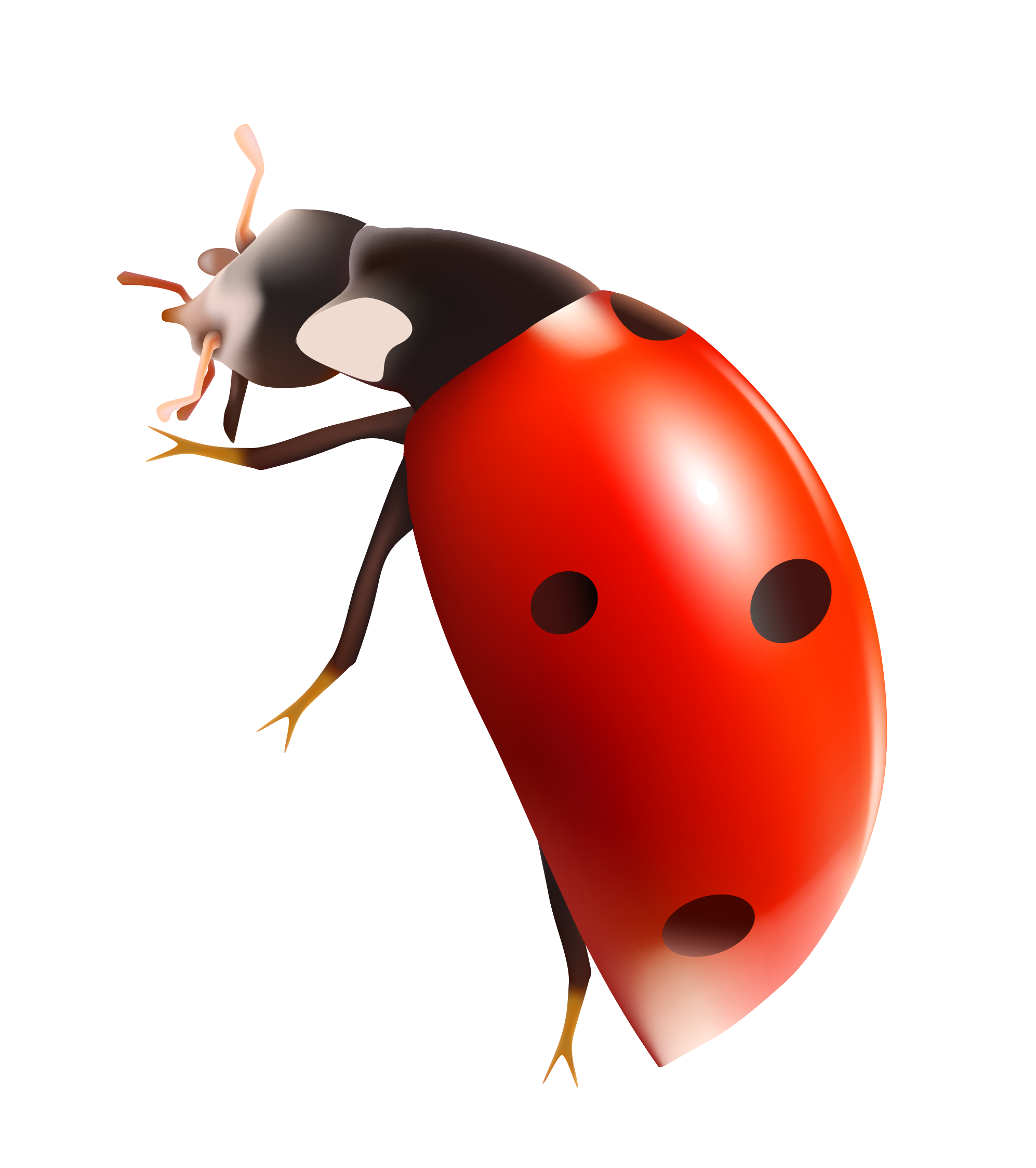 Lady Bugs Free Transparent Image HQ PNG Image