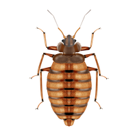 Photos Bug Bed Free HD Image PNG