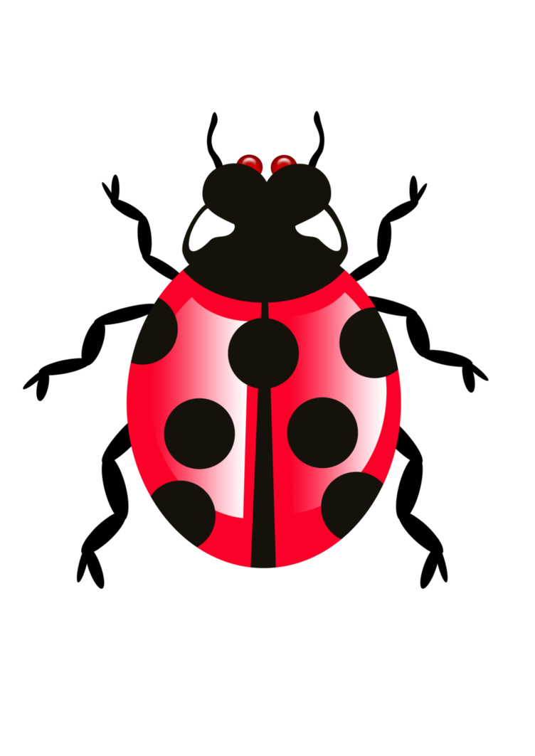 Free Ladybug Flying PNG Images & PSDs for Downloads