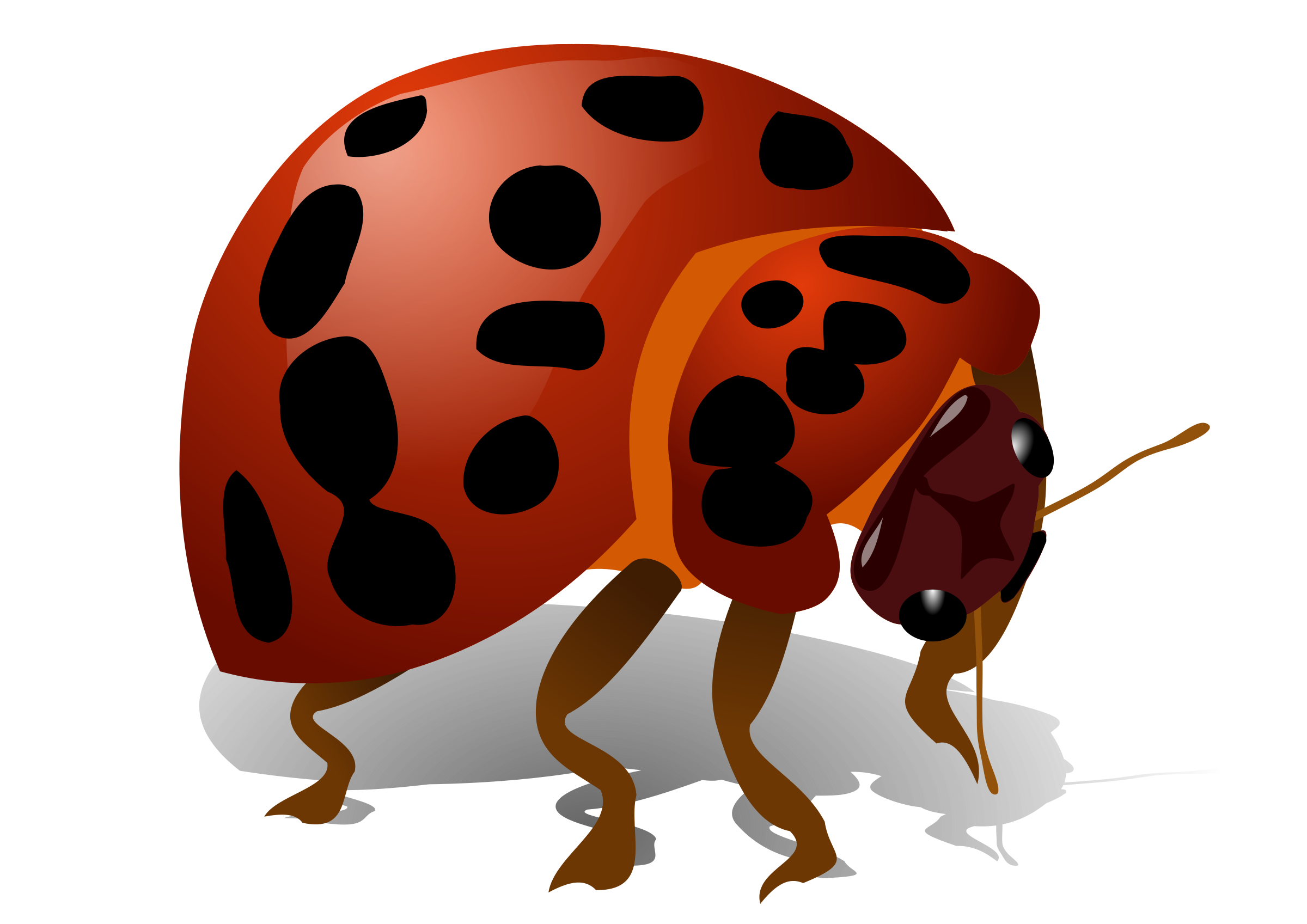 Beetle Bug PNG Image