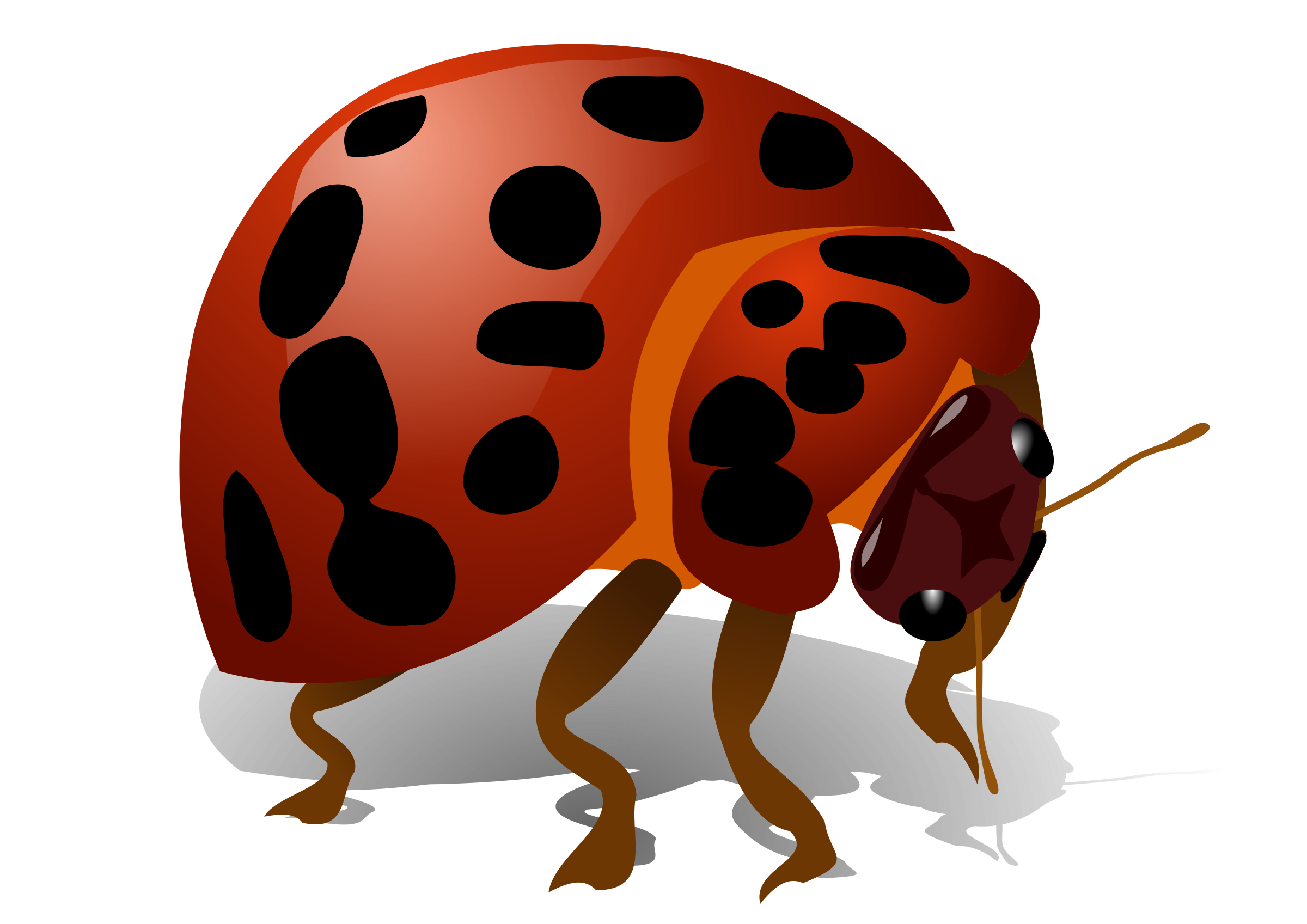 Beetle Bug Transparent PNG Image