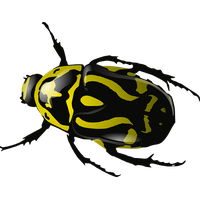 Bugs Clipart Transparent PNG Image