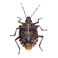 Download Bugs Free PNG photo images and clipart | FreePNGImg