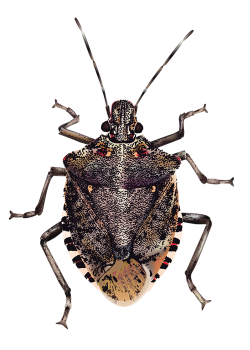 Bugs Transparent Background PNG Image