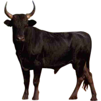 Running Bull Images  Free Photos, PNG Stickers, Wallpapers