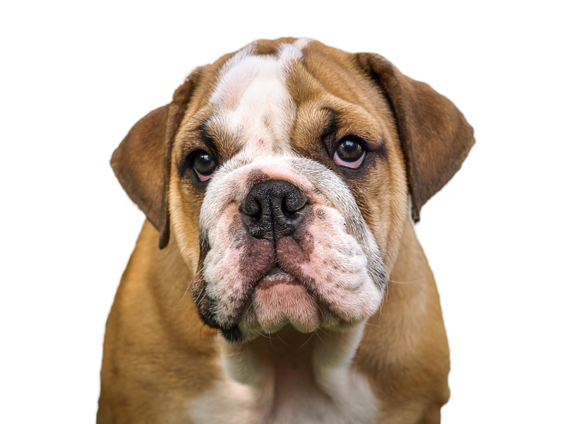 Bulldog PNG Download Free PNG Image