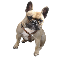 Download Bulldog Free Png Photo Images And Clipart 