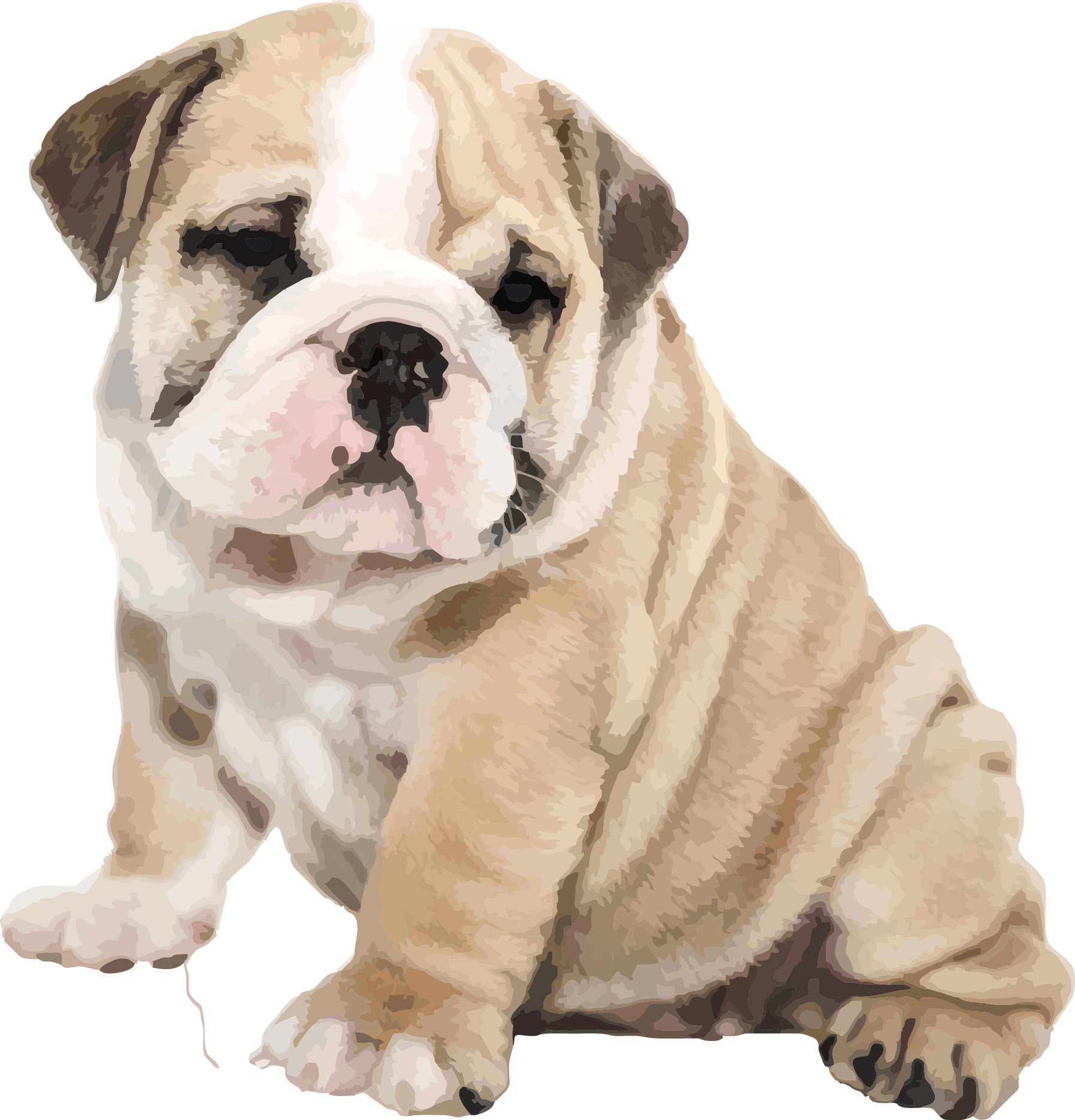 Bulldog Sitting HD Image Free Transparent PNG Image