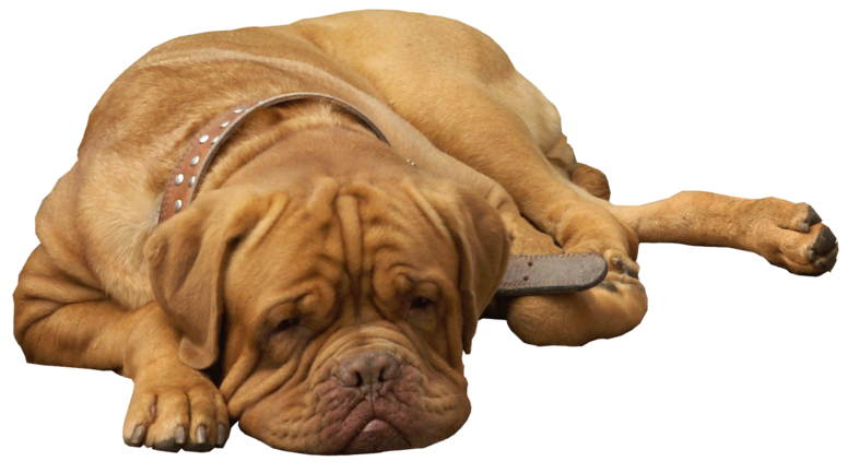 Bulldog Sitting Free Photo Transparent PNG Image