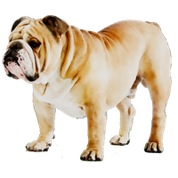 Download Bulldog Free PNG photo images and clipart | FreePNGImg