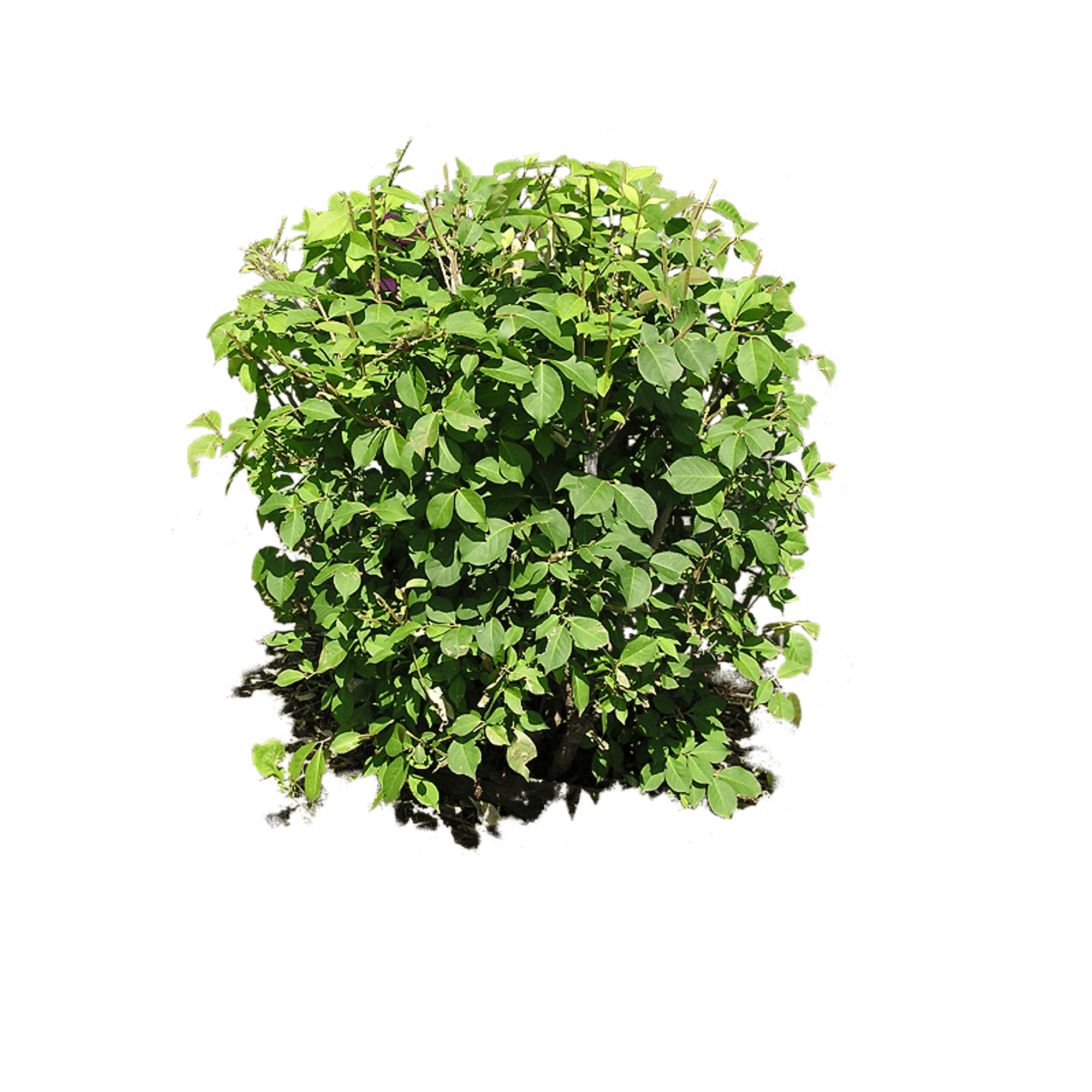png plants for photoshop free download