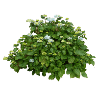 Bush Png Image PNG