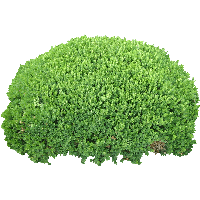 Bush Png Image PNG