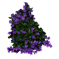 Bush Png Image PNG