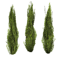 Bushes File Transparent PNG Image