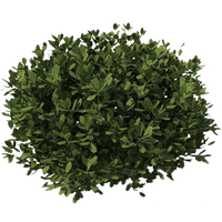 Bushes Transparent Transparent PNG Image