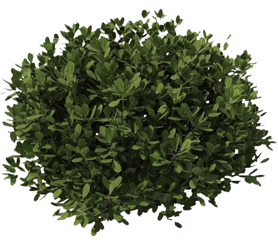 Bushes Transparent Transparent PNG Image