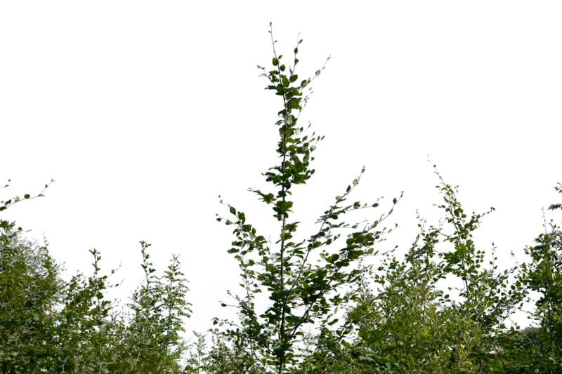 shrub transparent background