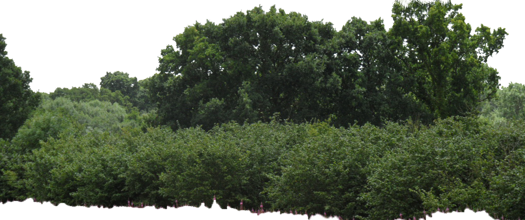 Bushes Image Transparent PNG Image