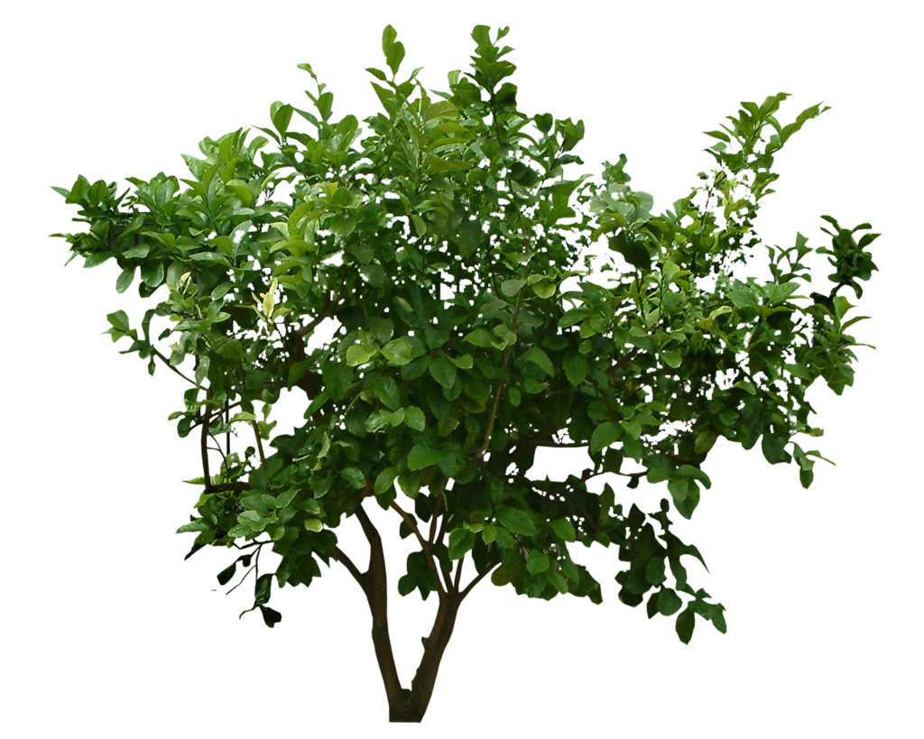 Bushes Hd PNG Image