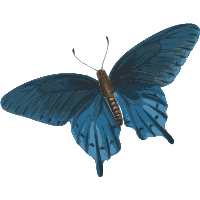 Butterfly Png Image PNG Image