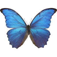 Download Butterfly Free PNG photo images and clipart | FreePNGImg