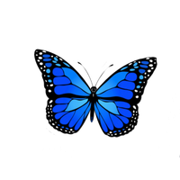 Download Butterfly Free PNG photo images and clipart | FreePNGImg