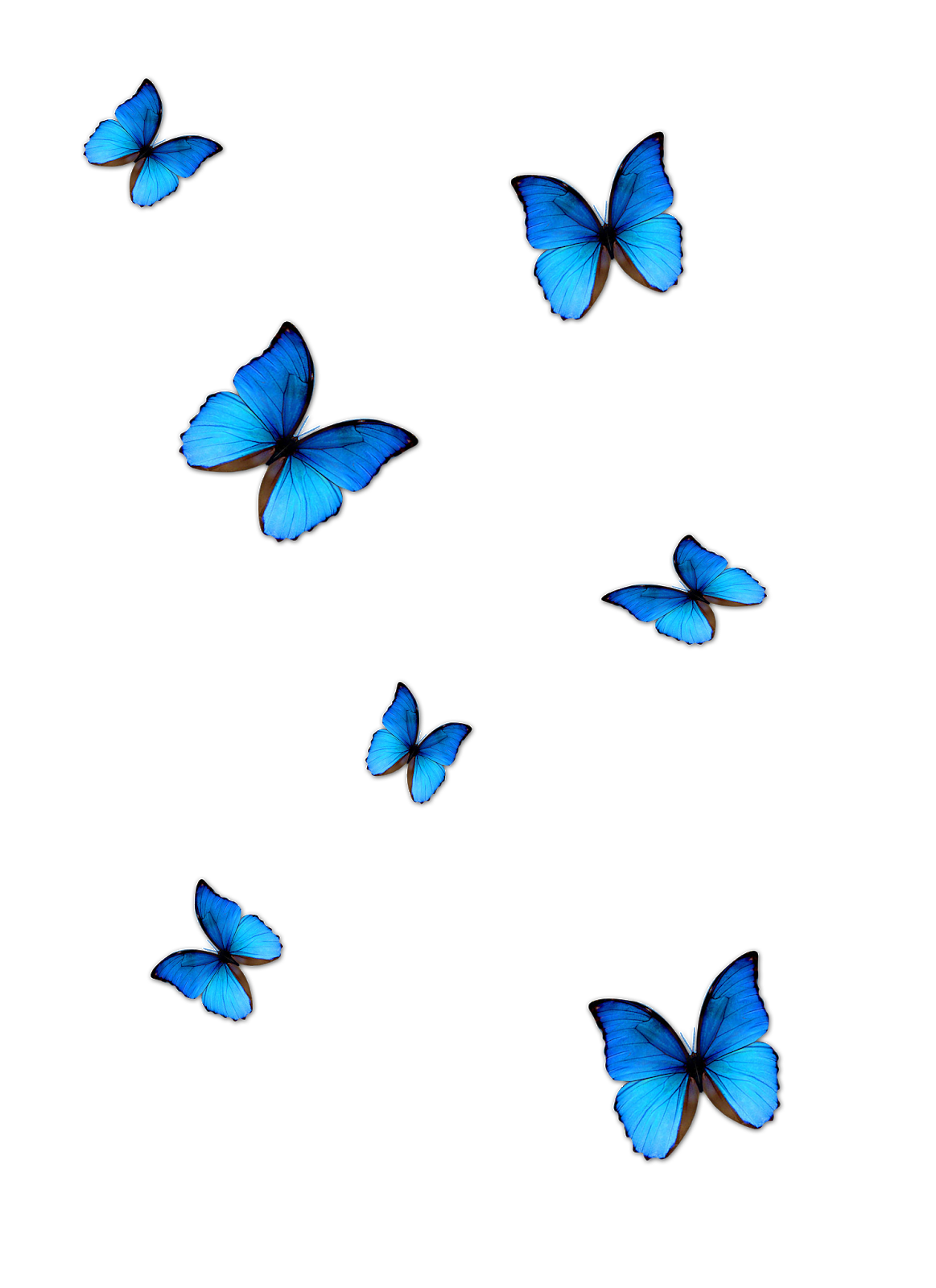 Hãy chiêm ngưỡng hình ảnh PNG bướm xanh tuyệt đẹp, mang đến cho bạn một trải nghiệm tuyệt vời về sự thăng hoa của thiên nhiên và những sinh vật được tạo nên bởi sự đa dạng và tinh tế. Hãy để tâm hồn thư giãn, cùng ngắm nhìn những hình ảnh đầy màu sắc này.