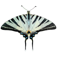 Butterfly Download HD
