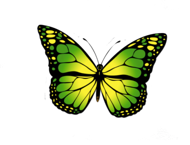 Butterfly Photos PNG Download Free PNG Image